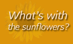 whatswiththesunflowers1